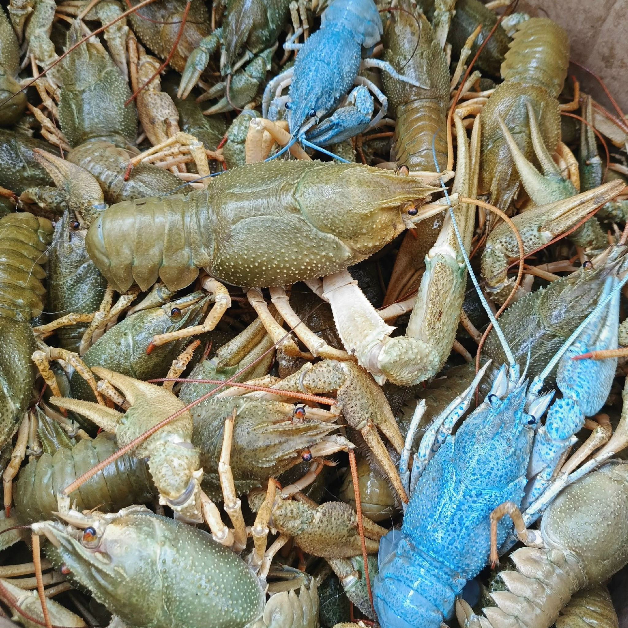 Живые раки